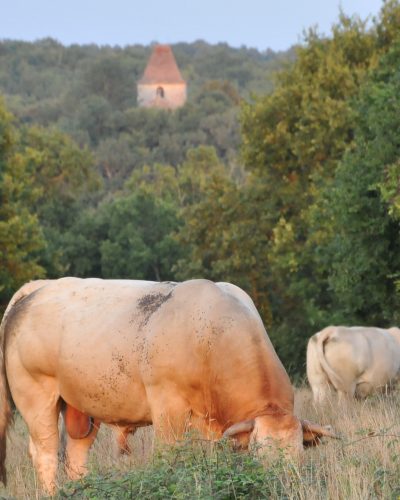 En premier plan, vaches broutant avec à l'horizon l'église de Laurenque